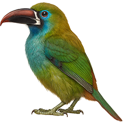 Chestnut-tipped Toucanet